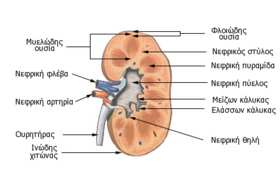Oι σχέσεις των νεφρών µε τα γύρω όργανα: α) O δεξιός νεφρός έχει επάνω και µπροστά του το ήπαρ, επάνω και πίσω το διάφραγµα, πίσω του το δεξιό µεγάλο ψοΐτη µυ, µπροστά, κάτω και έξω τη δεξιά κολική