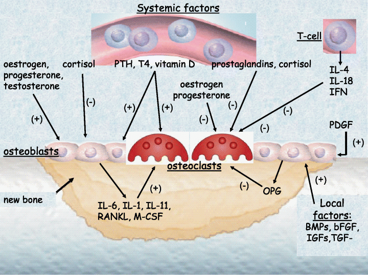 Σχήµα 1: Ρύθµιση της οστικής ανακατασκευής: οι συστηµατικοί παράγοντες µπορούν να ενισχύσουν τον πολλαπλασιασµό και τη διαφοροποίηση των οστεοβλαστών.