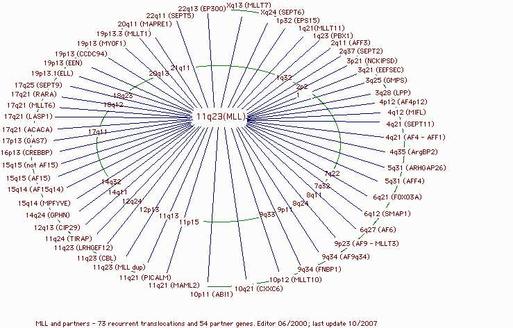 ΚΕΦΑΛΑΙΟ Α. ΕΙΣΑΓΩΓΗ Εικόνα 12. Περισσότερα από 80 διαφορετικά γονίδια συµµετέχουν στη δηµιουργία υβριδικών γονιδίων µε το MLL t(9;22)(q34;q11.