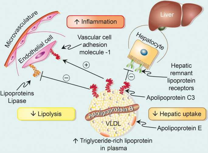Apolipoprotein C3 regulates triglyceride-rich lipoprotein concentrations