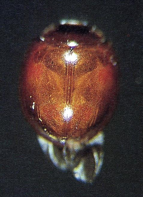 Exochomus quadripustulatus Photos in: (Katsoyannos, P., 1996.