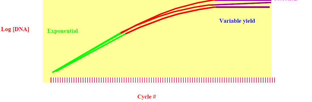 Η κλασική PCR δεν είναι ποσοτική 3 φάσεις: Εκθετική (τα προϊόντα διπλασιάζονται σε κάθε κύκλο)