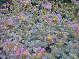 Origanum dictamnus: Η κοινή του ονομασία είναι Δίκταμος.