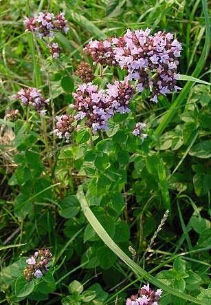 Origanum vulgare: Το είδος αυτό είναι η κοινή Ρίγανη. Το βότανο αυτό είναι πολυετές φυτό, με ύψος μέχρι 60 εκατοστά και βλαστό εν μέρει ξυλώδη και χνουδωτό.