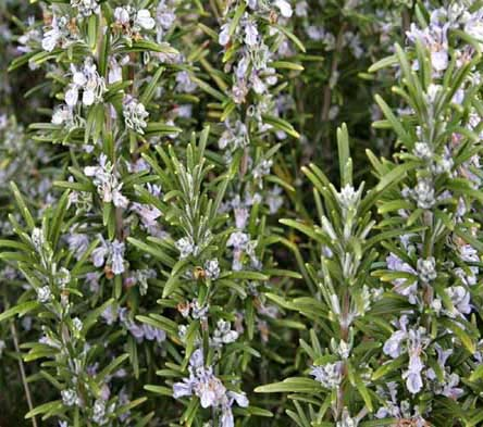 B. Γένος Rosmarinus Rosmarinus officinalis: Η κοινή του ονομασία είναι Δενδρολίβανο.