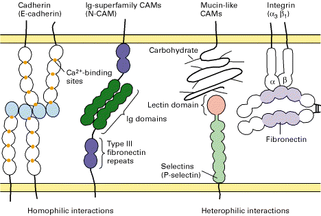 εικόνα 9 : Συνοπτικό γράφηµα των δοµών συνοχή του επιθηλιακού κυττάρου.
