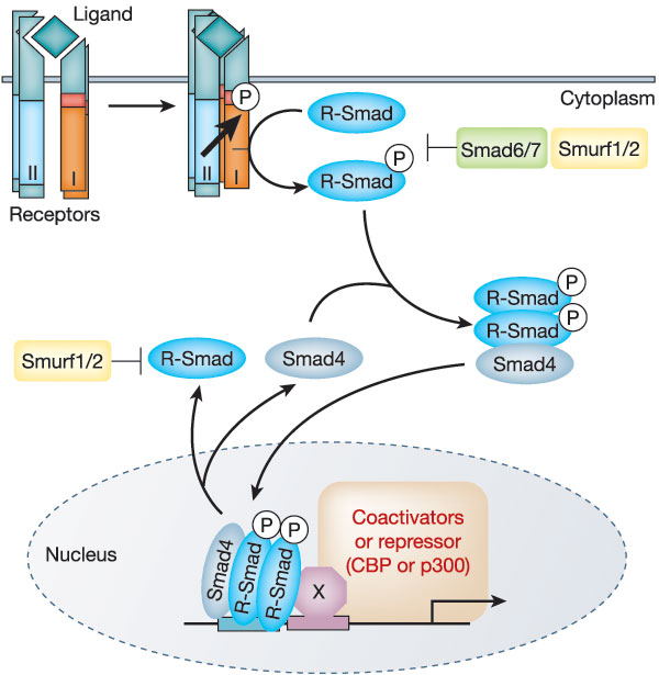 αποδεσµεύονται από το σύµπλοκο, ενώνονται µε το Smad 4 και µεταφέρονται στον πυρήνα. Εκεί αλληλεπιδρούν µε διάφορους µεταγραφικούς παράγοντες για να επηρεάσουν την µεταγραφή γονιδίων. (εικ.