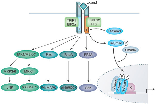 Επίσης, και το P53, σηµαντικό αντιογκογονίδιο, σε πολλές περιπτώσεις έχει στόχο τα ίδια γονίδια µε αυτά που ρυθµίζονται από το TGF β µονοπάτι.