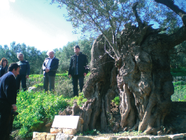 ειδησεογραφία ενηµέρωση μουσικοσυνθέτης Μίκης Θεοδωράκης, ο οποίος αμέσως εξέφρασε την υποστήριξή του στην πρωτοβουλία διάσωσης και ανάδειξης των αρχαίων και των ιστορικών ελαιόδεντρων.
