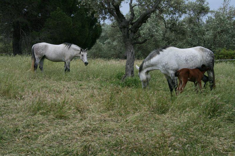 Γ ΣΤΑΘΜΟΣ ΣΤΟ ΙΠΠΟΦΟΡΒΕΙΟ ΤΟΥ ΔΑΜΟΣΘΕΝΗ Τέλος έφθασαν στο ιπποφορβείο του Δαμοσθένη και εκεί