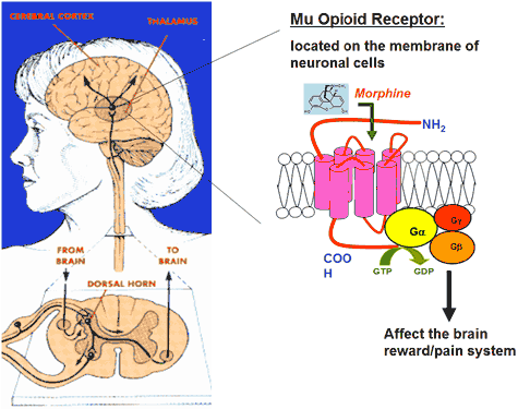 PIIDI AALGETICI Ciljno mesto dejstva? PIIDI receptore µ, κ, δ, σ u CS-u i periferno Šta su opioidni receptori? pioidni receptori su grupa G protein-spregnutih receptora.