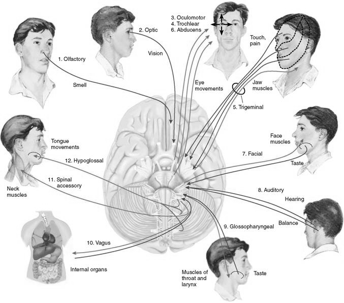 Kranijalni nervi 1. ervi olfactorii (S) 2.. opticus (nije nerv!) (S) 3.. oculomotorius (M) 4.. trochlearis (M) 5.. trigeminus (Meš) 6.. abducens (M) 7.. facialis (Meš) 8.. vestibulocochlearis (S) 9.