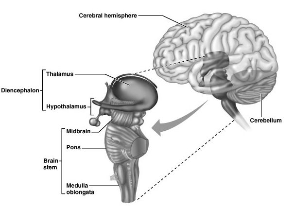 Bela masa u mozgu Projekciona vlakna Povezuju cerebralni korteks sa nižim nivoima mozga ili kičmenom moždinom Asocijativna vlakna Povezuju dve regije cerebralnog korteksa na istoj strani mozga
