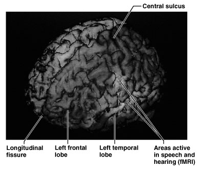 Funkcionalna područja velikog mozga Premotorni korteks (koordiniše voljne pokrete) Primarni motorni korteks (voljni pokreti) Centralni sulcus Primarni somatosenzorni korteks (somestetske senzacije i
