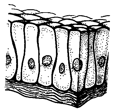 Slika7:Enoplastniploščatiepitel Kubičniepiteli - celicevoblikikocke površinajajčnika,izvodilažlez Slika8:Enoplastnikubičniepitel Cilindričniepiteli -