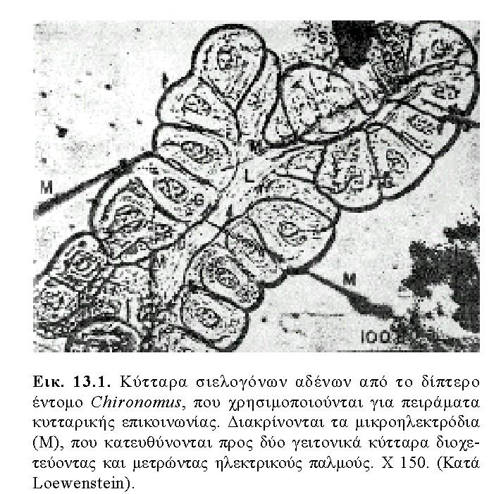 ΚΥΤΤΑΡΙΚΗ