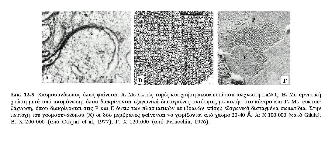 Χασμοσύνδεσμοι,