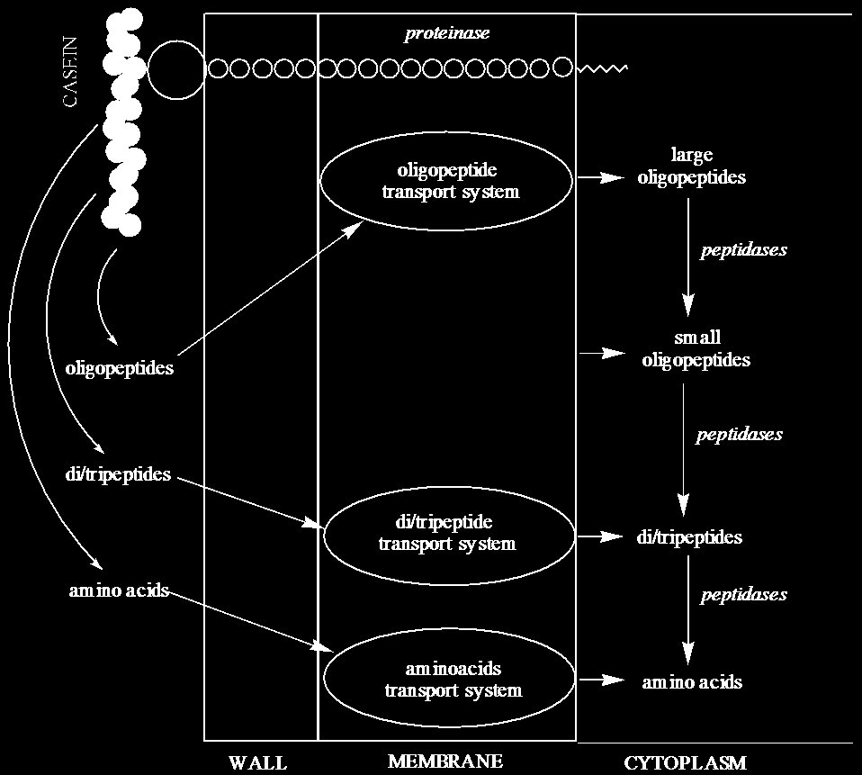 Σχήμα 6. Το πρωτεολυτικό σύστημα των οξυγαλακτικών βακτηρίων Οι ενδοκυτταρικές πεπτιδάσες αναλαμβάνουν την τελική υδρόλυση των πεπτιδίων που εισέρχονται στο εσωτερικό του κυττάρου.