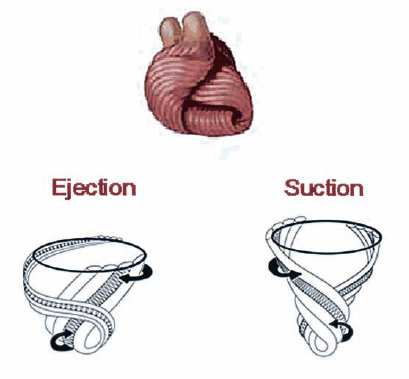 The helical heart-the