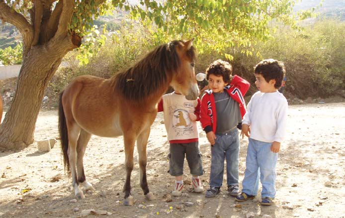 Συστάδες σφενδαμιών στον Κόχυλα Αλογάκι της Σκύρου Από την ανασκόπηση της βιβλιογραφίας, καθώς και τις πρώτες κατα - γραφές και μελέτες στο πρόγραμμα LIFE Σκύρου έγινε σαφές ότι πρόκειται για ένα