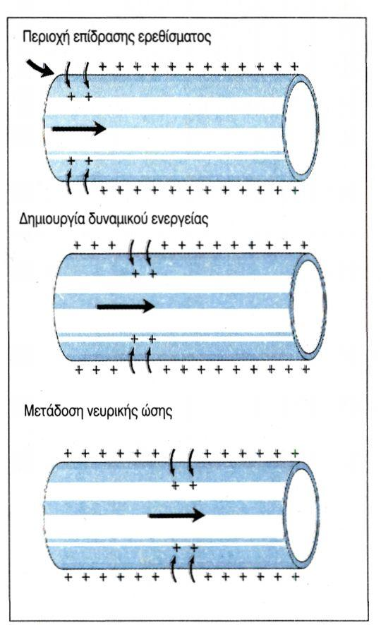 Οι σύντομες μεταβολές στο δυναμικό της μεμβράνης (δυναμικό ενεργείας) αποτελούν το ερέθισμα για τις αντίστοιχες αλλαγές σε