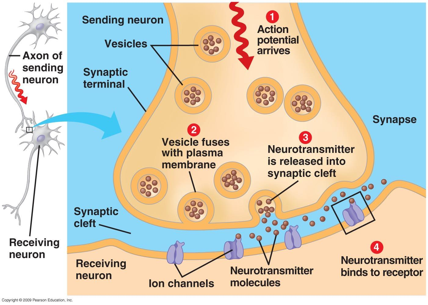 Δομή των χημικών συνάψεων Προσυνσπτικό άκρο Είναι τα τελικά κομβία ενός νευρώνα (πλούσια σε κυστίδια) στα οποία περιέχονται μόρια νευροδιαβιβαστή
