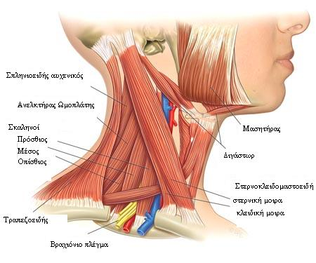 Εικόνα 2.1.5.1.Μύες του τραχήλου (care.
