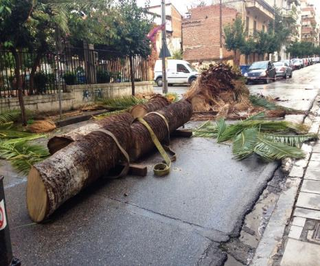 7.2 Καλλιεργητικά προληπτικά μέτρα Εικόνα 12,13: Το κόψιμο του προσβεβλημένου φοίνικα Κόψιμο και καταστροφή του προσβεβλημένου φοίνικα Το κόψιμο και η καταστροφή του προσβεβλημένου φοίνικα αποτελεί