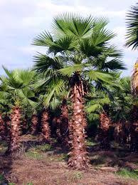 Washingtonia robusta Εικόνα 33: Φοίνικας της οικογένειας Washingtonia robusta Πρόκειται για φοινικοειδές με πολύ λεπτό κορμό, το ύψος του φθάνει τα 20-30m. Καταγωγή έχει από τον Καναδά.