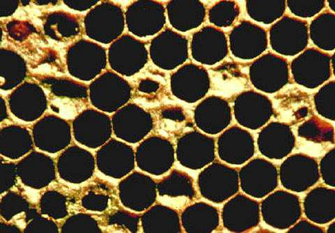 ΑΣΘΕΝΕΙΕΣ ΤΩΝ ΜΕΛΙΣΣΩΝ Αμερικανική σηψιγονία Πρόκειται για τη σημαντικότερη ασθένεια των μελισσών, η οποία προκαλεί τεράστια προβλήματα παγκοσμίως.