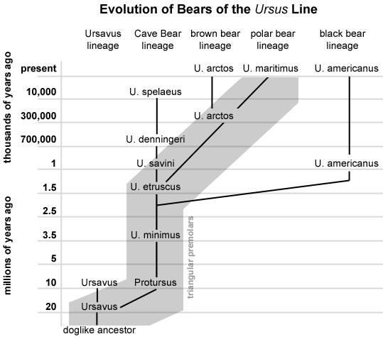 Ursidae Β.