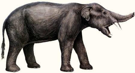 Proboscidea Moeritherium 70cm ύψος 3m