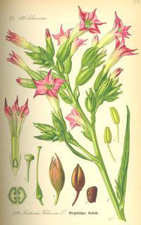 Nicotiana tabacum Σ Ξ μtubiflorae ΟΙΚΟΓ Ι