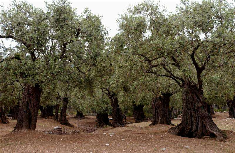 Σκοπός του προγράμματος Να έρθουν οι μαθητές σε επαφή με αυτό το μεσογειακό δέντρο και να