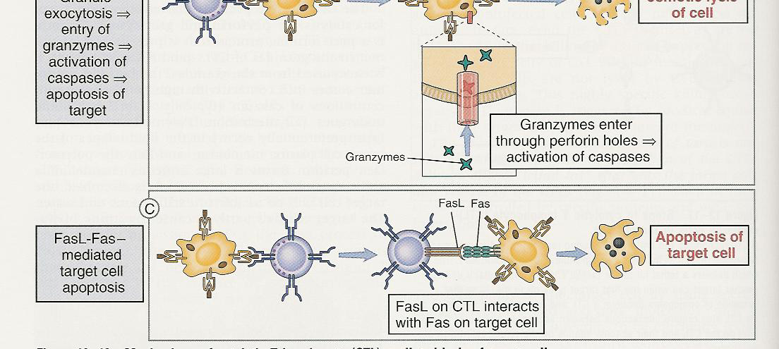 Οι 3 µηχανισµοί θανάτου των µολυσµένων κυττάρων από τα CTL κύτταρα Αλληλεπίδραση CTL-στόχου Μηχανισµός λύσης του κυττάρου-στόχου Λύση Εξωκύττωση κοκκίων => λύση διαµεσολαβούµενη από περφορίνη