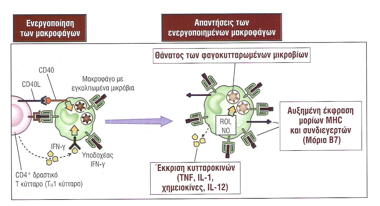 Η ενεργοποίηση των µακροφάγων από τα