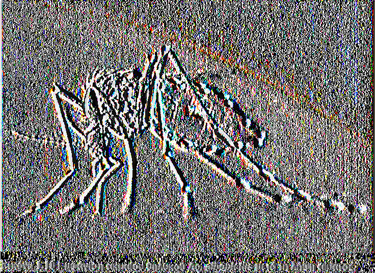 1.3. Βιολογία-μορφολογία του Aedes Albopictus Το Ae. albopictus είναι ένα μάλλον μικρό σε μέγεθος κουνούπι με μέγεθος περίπου στα 5,5 εκατοστά.