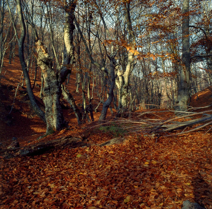 ccmp7 στη Fagus sylvatica Ανάλυση μικροδορυφόρων σε 24 δέντρα του πληθυσμού οξιάς της Δαδιάς έδωσαν τους απλότυπους: 146bps: 147bps: 151bps: