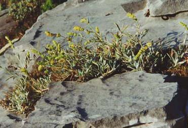 Gentiana lutea Cichorium intybus Veratrum album Sanicula europaea Origanum vulgare Εικόνα 17 : Αρωματικά Φαρμακευτικά φυτά Sideritis raeseri Σύμφωνα με έρευνα του Ε.Μ.Π.