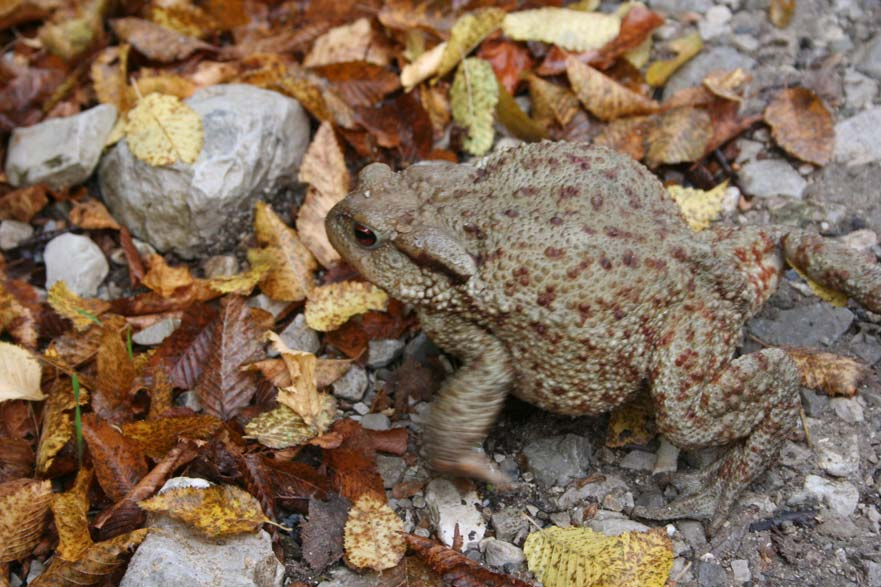 Εικόνα 28: Φρύνος ο κοινός, μπράσκα (Bufo Bufo) (φωτ. Τ. Βασιλείου) 6.