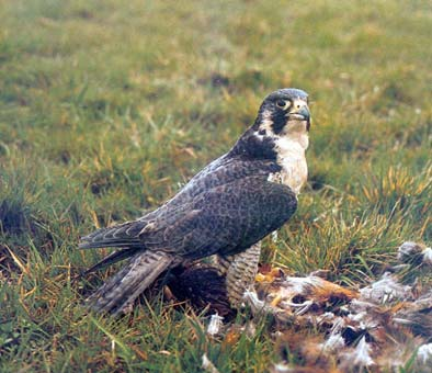 3. Πετρίτης (Falco peregrinus). Είναι το ταχύτερο πουλί της Ευρώπης. Φωλιάζει σε απόκρυμνα βράχια και τρέφεται από πουλιά (αγριοπερίστερα, κορακοειδή, κ.α.). Απειλείται από την χρήση γεωργικών φαρμάκων, από το λαθροκυνήγι και την μείωση της τροφής τους.