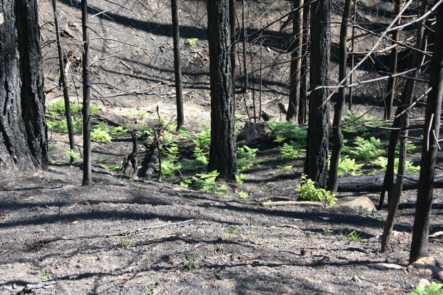 Τον Αύγουστο του 2007 για 20 περίπου ημέρες, 70000 στρέμματα παρθένου δάσους που αποτελούσαν «Μνημείου της Φύσης» είτε καταστράφηκαν ολοσχερώς,είτε υπέστησαν σημαντική ζημιά.