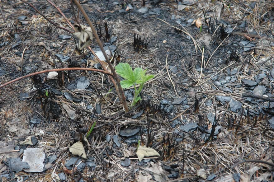 Επιπτώσεις της Πυρκαγιάς Περίπου 10% της δασικής έκτασης (35000 στρέμματα) με την σπάνια Μαύρη Πεύκη κάηκε ενώ περίπου άλλη τόση δασική έκταση έχει υποστεί σοβαρή βλάβη από την έρπουσα φωτιά.