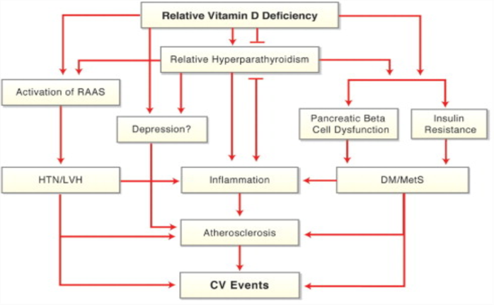 Potential Mechanisms for CV Effects of Vitamin D Deficiency CV = cardiovascular; DM = diabetes mellitus; HTN =