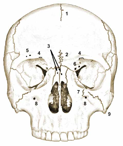 21. Τρήμα Vesalius (foramen of Vesalius). 22. Ωοειδές τρήμα (oval foramen). 23. Ακανθώδες τρήμα (spinous foramen). 24. Διμερής επιφάνεια ινιακών κονδύλων (divided occipital condyles). 25.