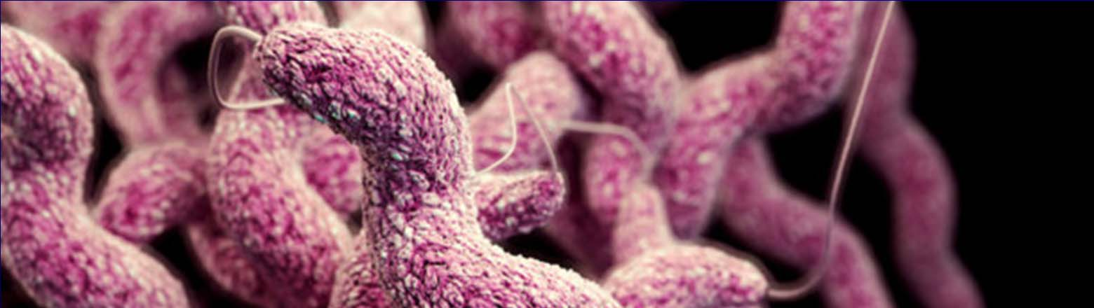 Campylobacter jejuni