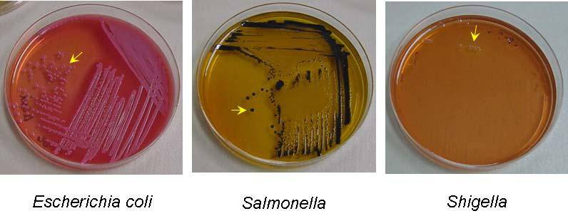 Salmonella