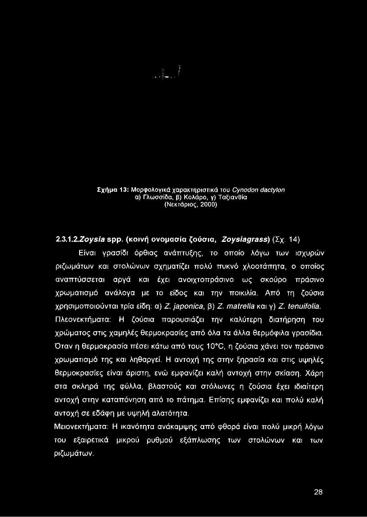 χρωματισμό ανάλογα με το είδος και την ποικιλία. Από τη ζούσια χρησιμοποιούνται τρία είδη: α) Ζ. japónica, β) Ζ. matrella και γ) Ζ tenuifolia.