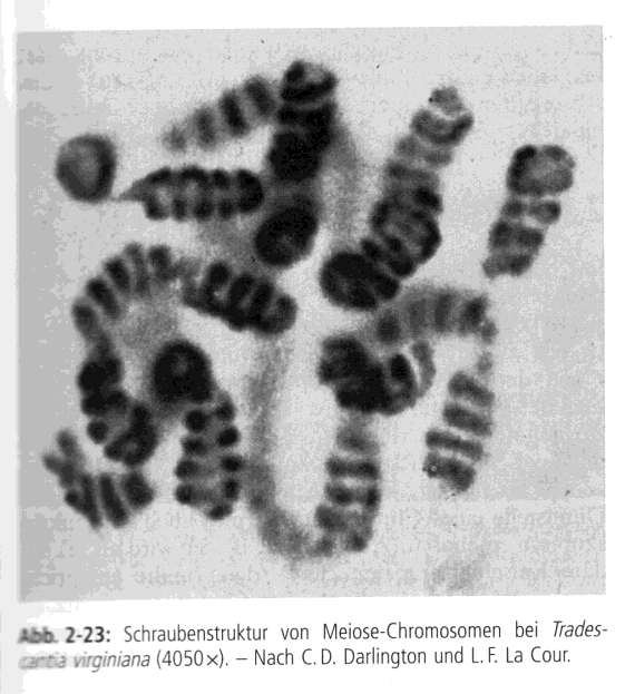 Kromosomi