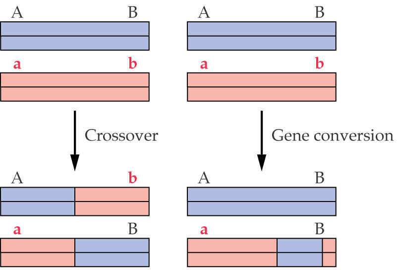 Dva primera homologne DNK rekombinacije: levo recipročna izmenjava v
